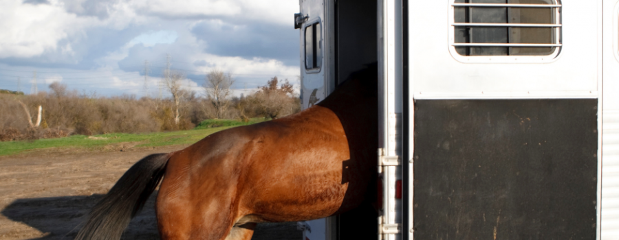 Transport konia - jak się przygotować? 