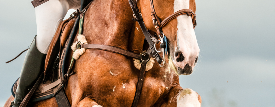 Dyscyplina jeździecka – skoki - część 2